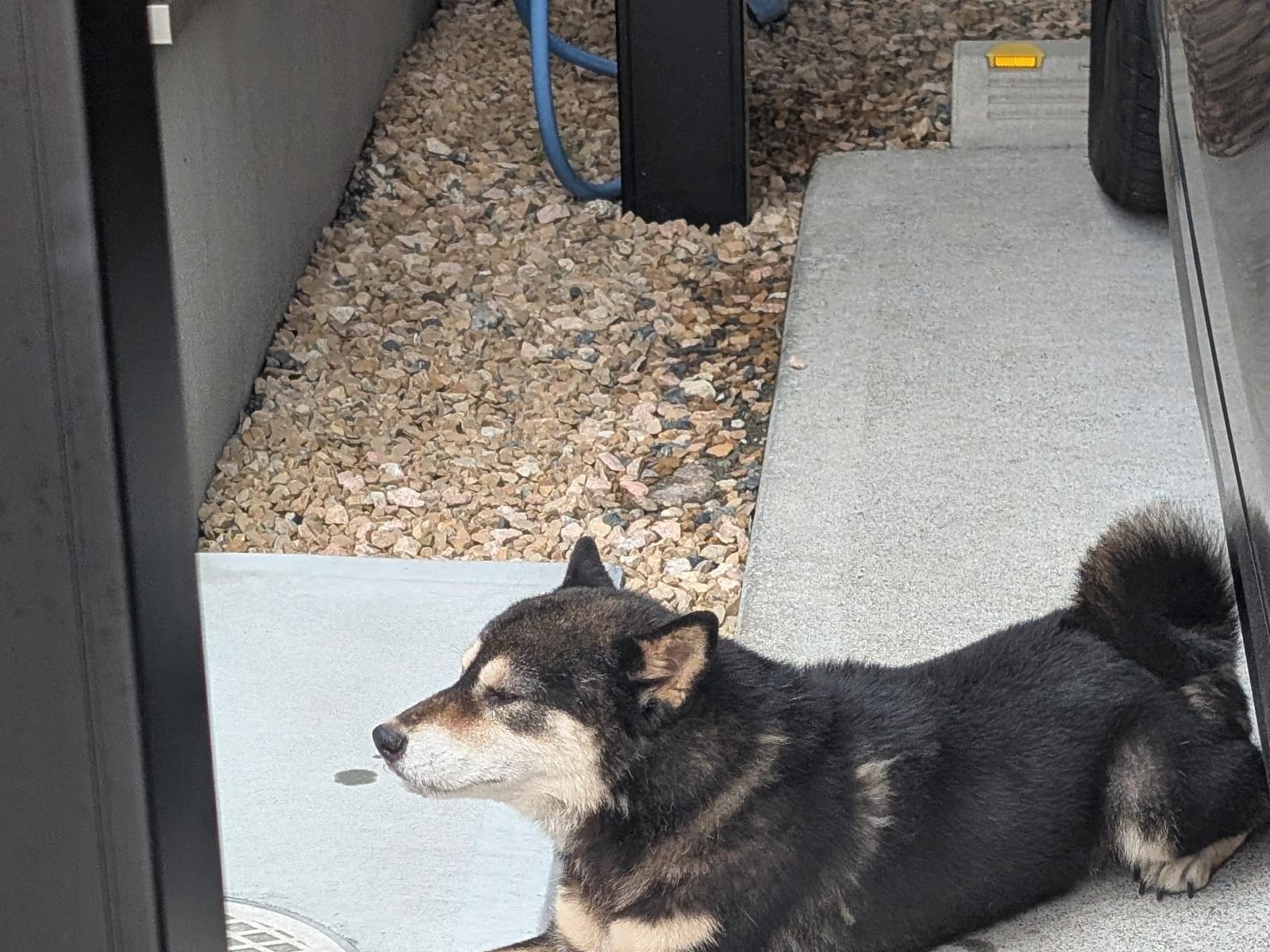 目撃された犬