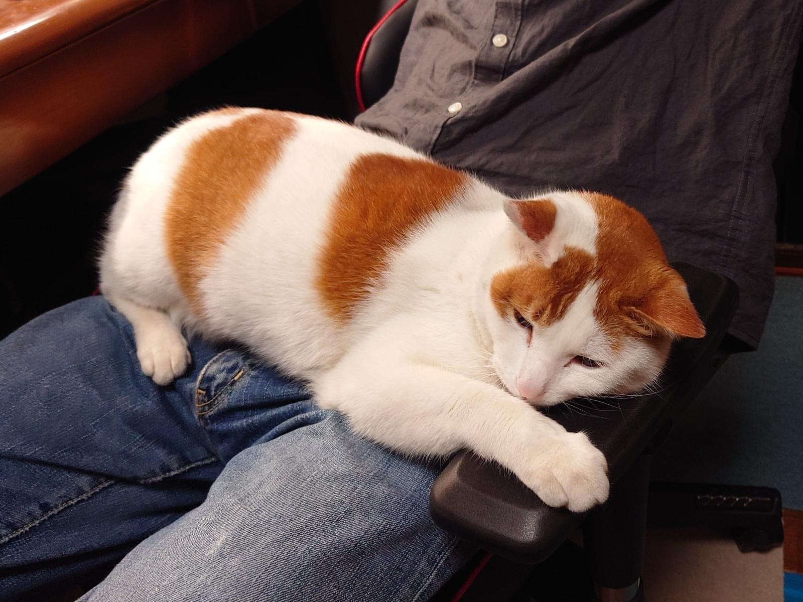 きなこちゃん きなこちゃん