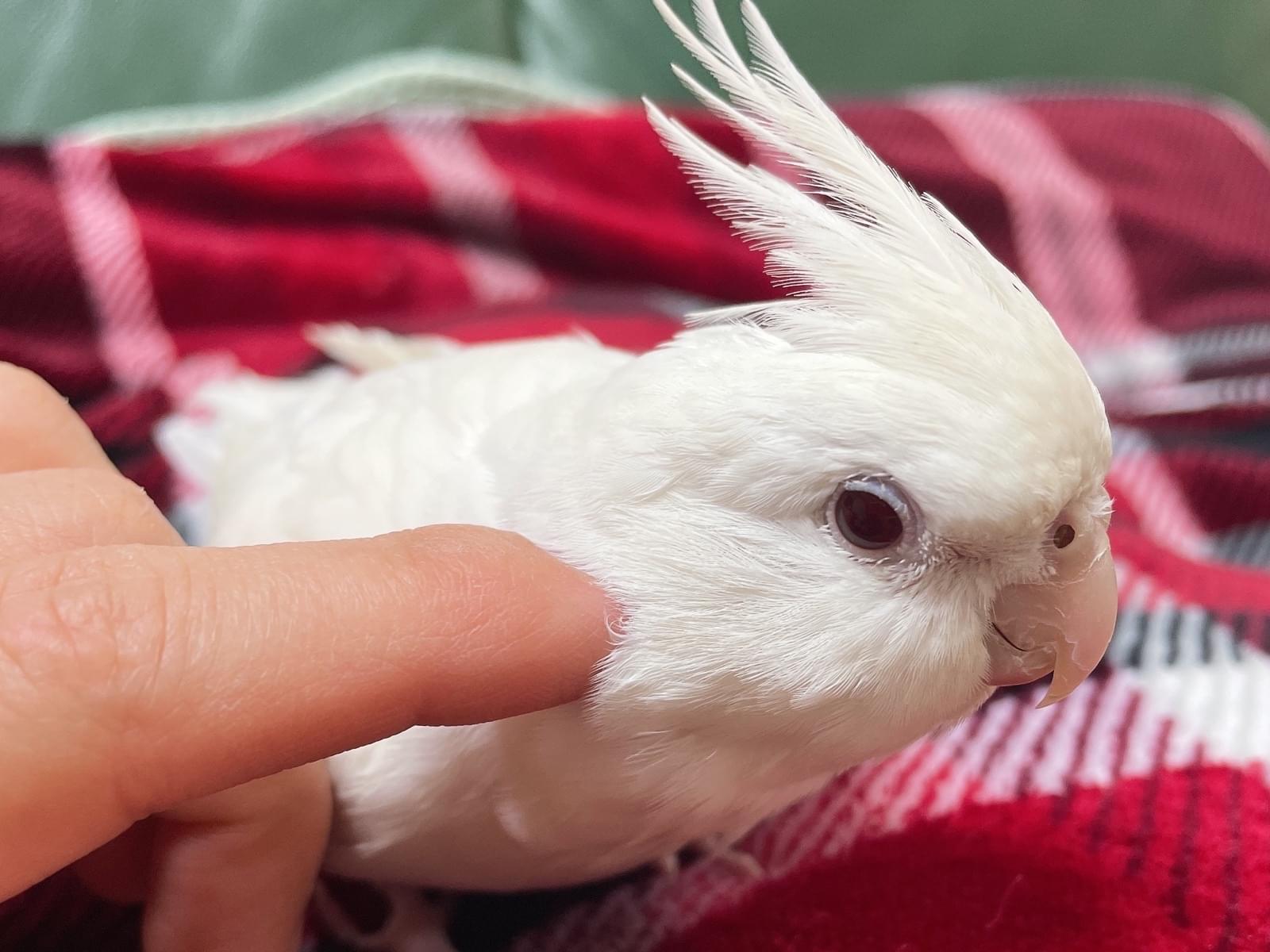 ぴーちゃん ぴーちゃん