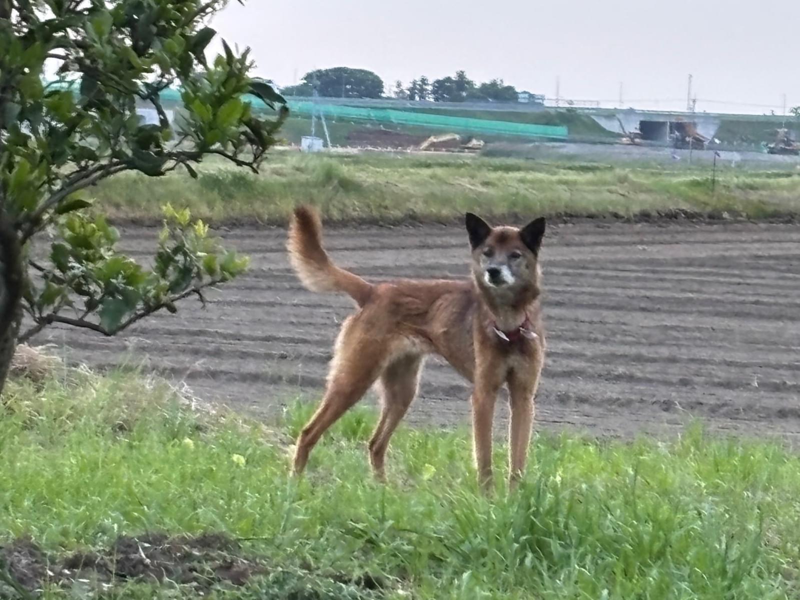 目撃された犬 目撃された犬