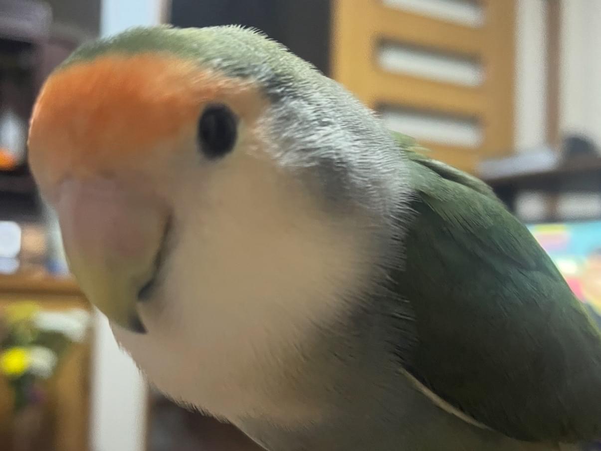 ちーちゃん ちーちゃん
