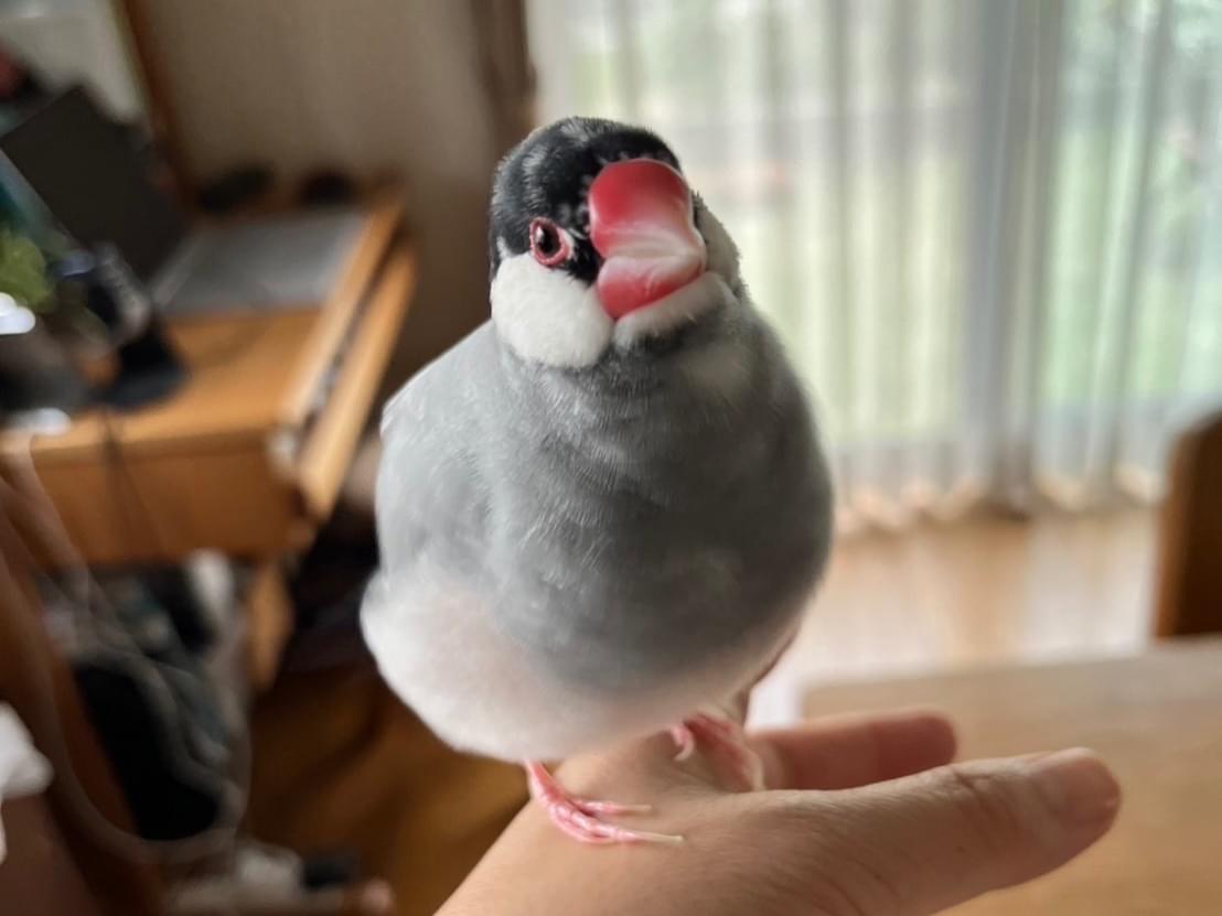ごまちゃん ごまちゃん