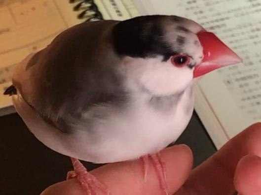 テトちゃん テトちゃん