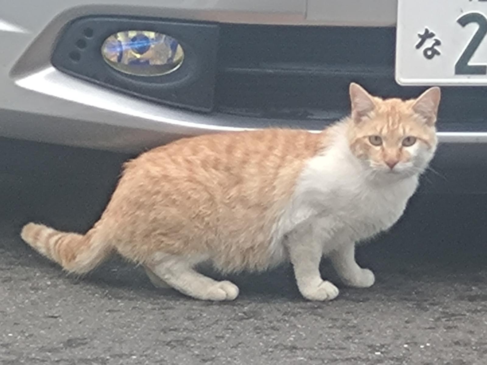 目撃された猫