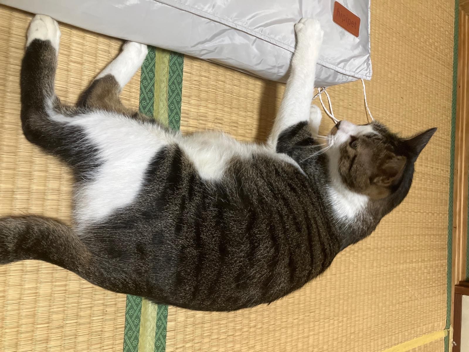 保護された猫 保護された猫