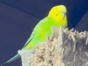 ひめちゃん