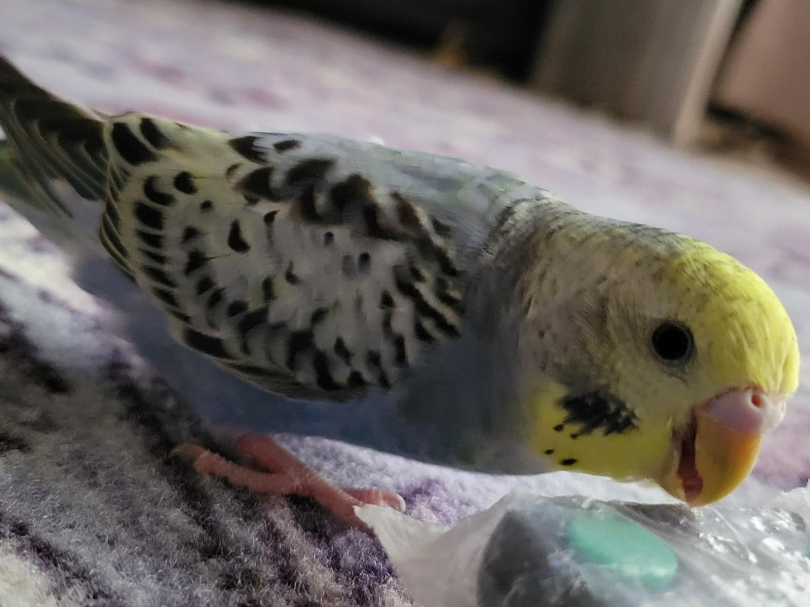 ポテチちゃん ポテチちゃん