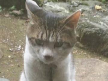 保護された猫 保護された猫