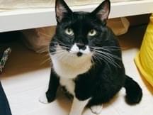 保護された猫 保護された猫