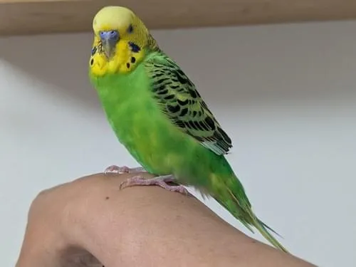 ◆インコ◆ 黄色と緑のパイドです～🐥 セキセイインコ(パイド)