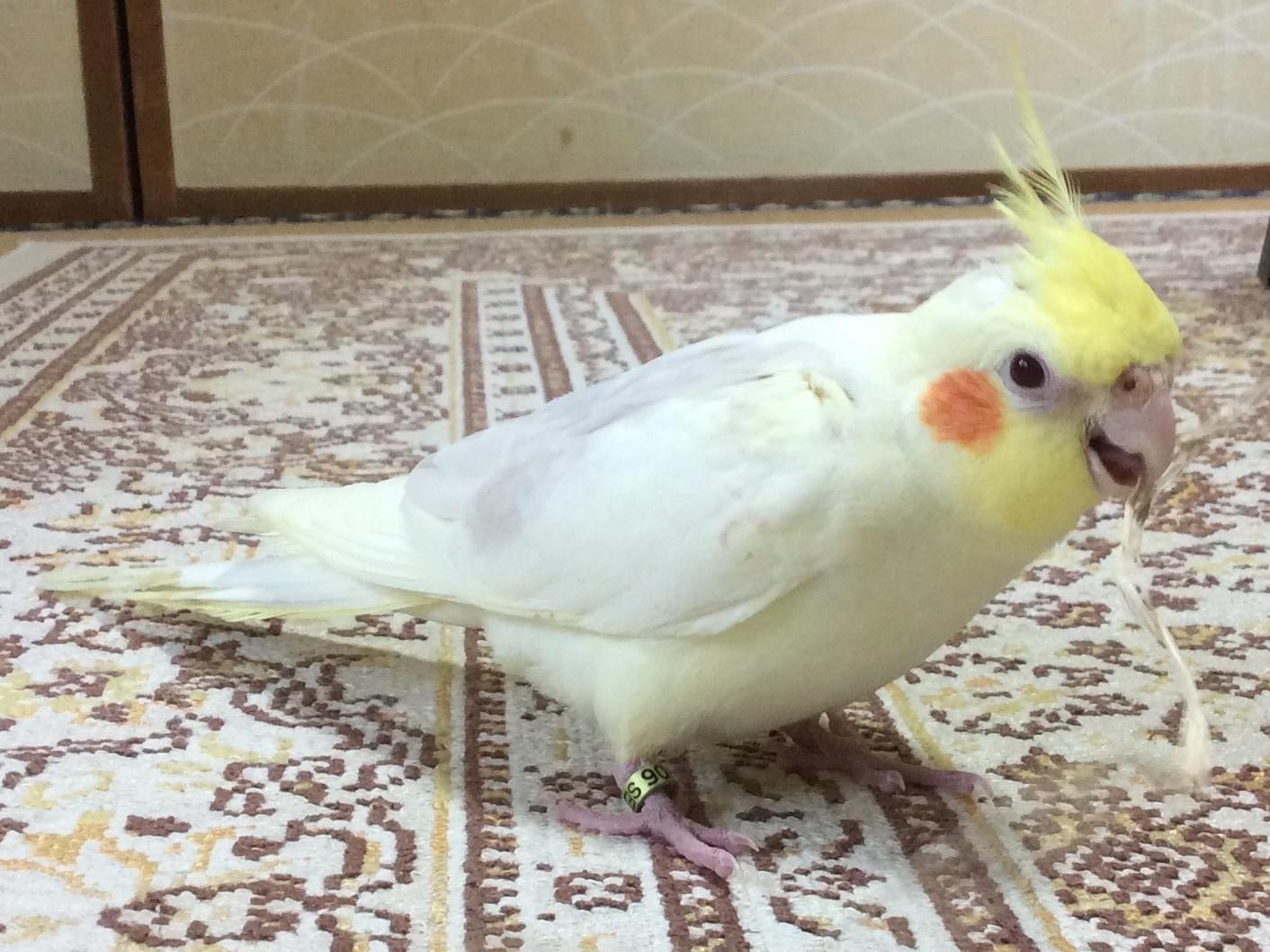 ときちゃん ときちゃん