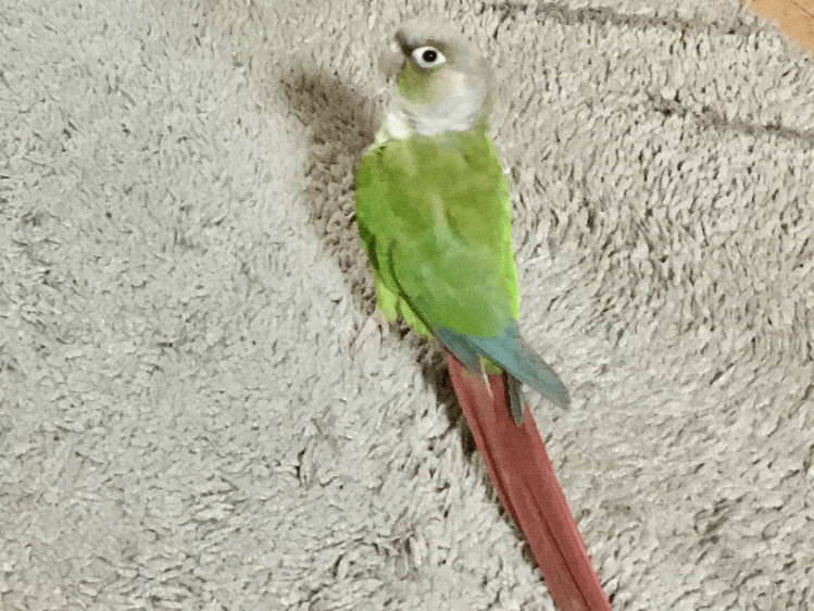 ねぎちゃん ねぎちゃん