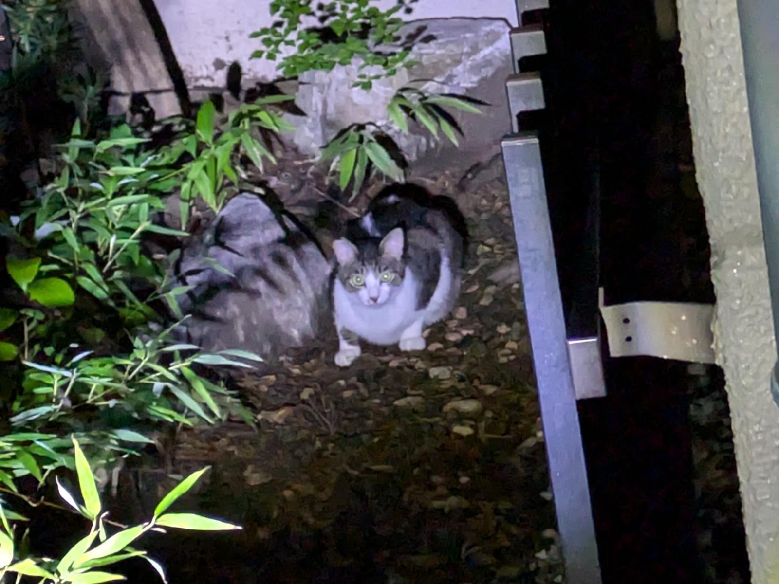 目撃された猫 目撃された猫