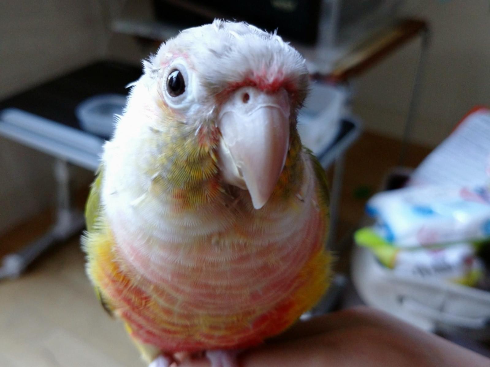 ぺぺちゃん ぺぺちゃん