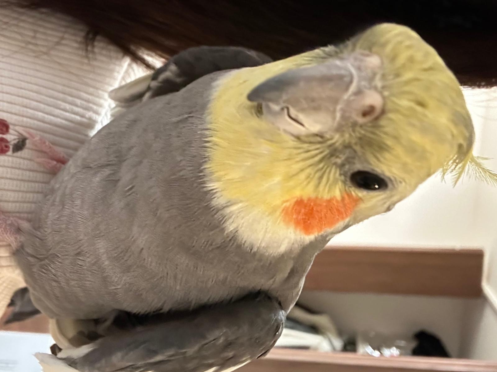 あてるちゃん あてるちゃん