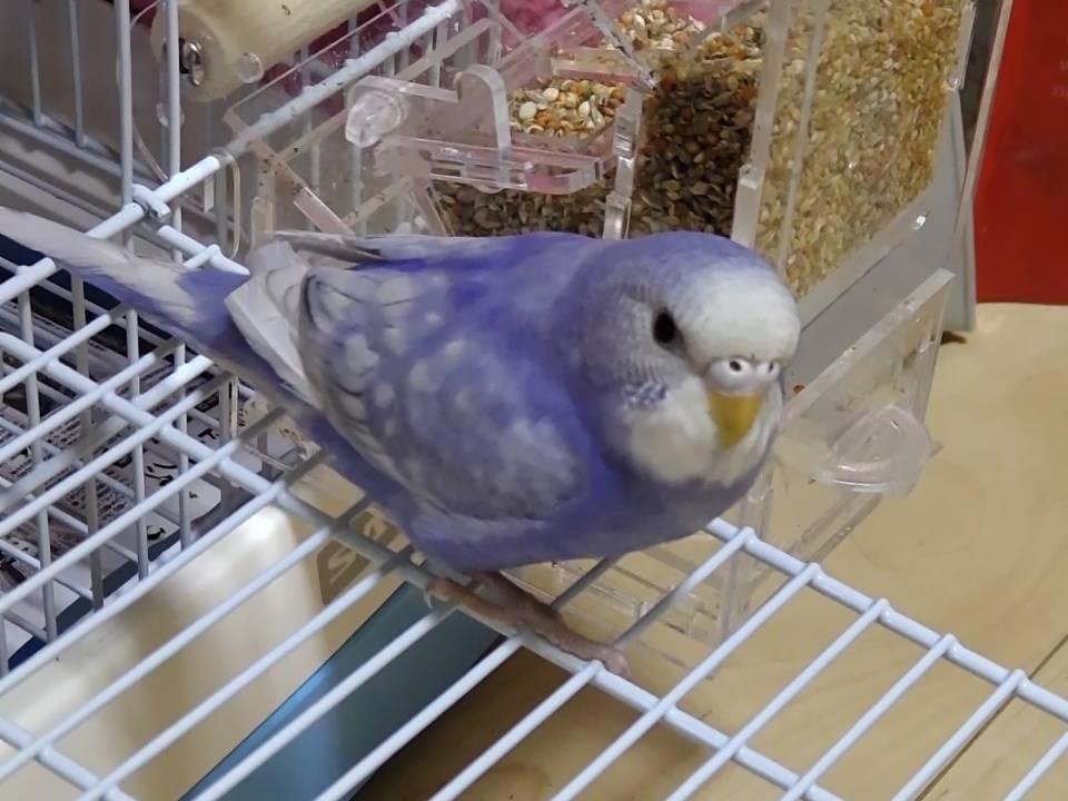 メルちゃん メルちゃん