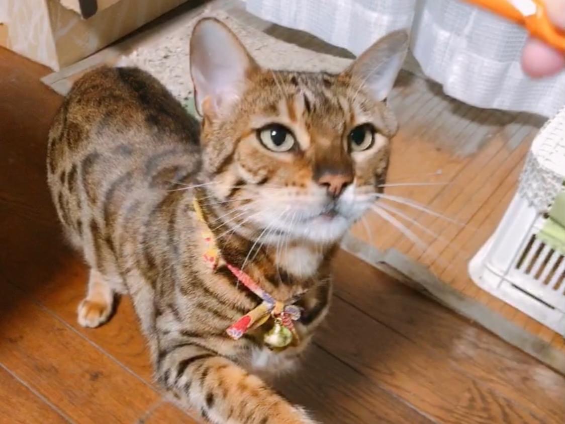 アラレちゃん アラレちゃん