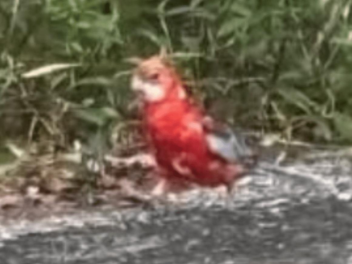 目撃された鳥