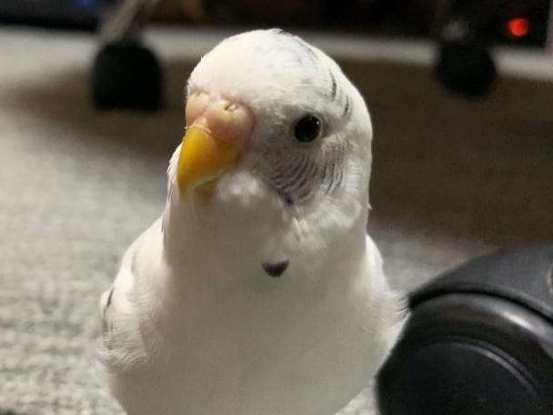 おかゆちゃん おかゆちゃん