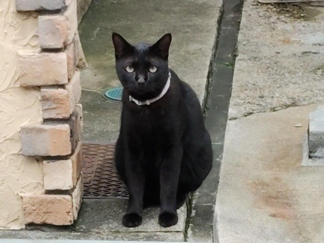 目撃された猫 目撃された猫