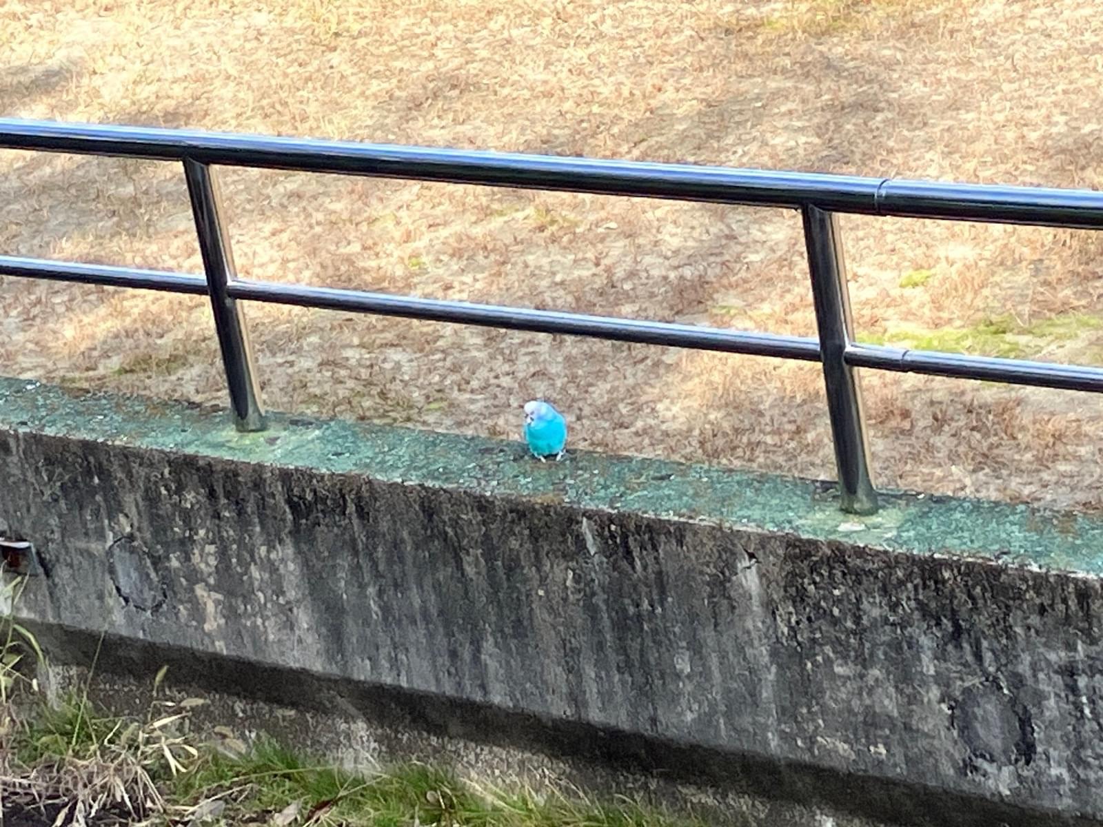 目撃された鳥 目撃された鳥