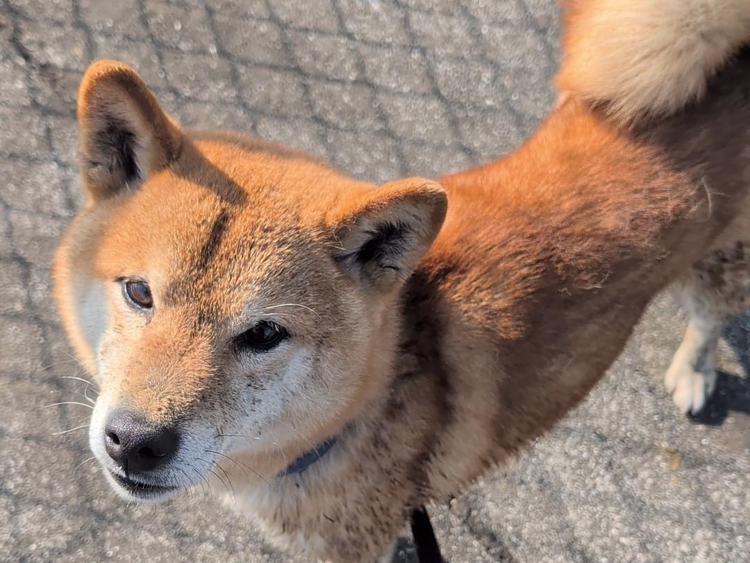 保護された犬 保護された犬