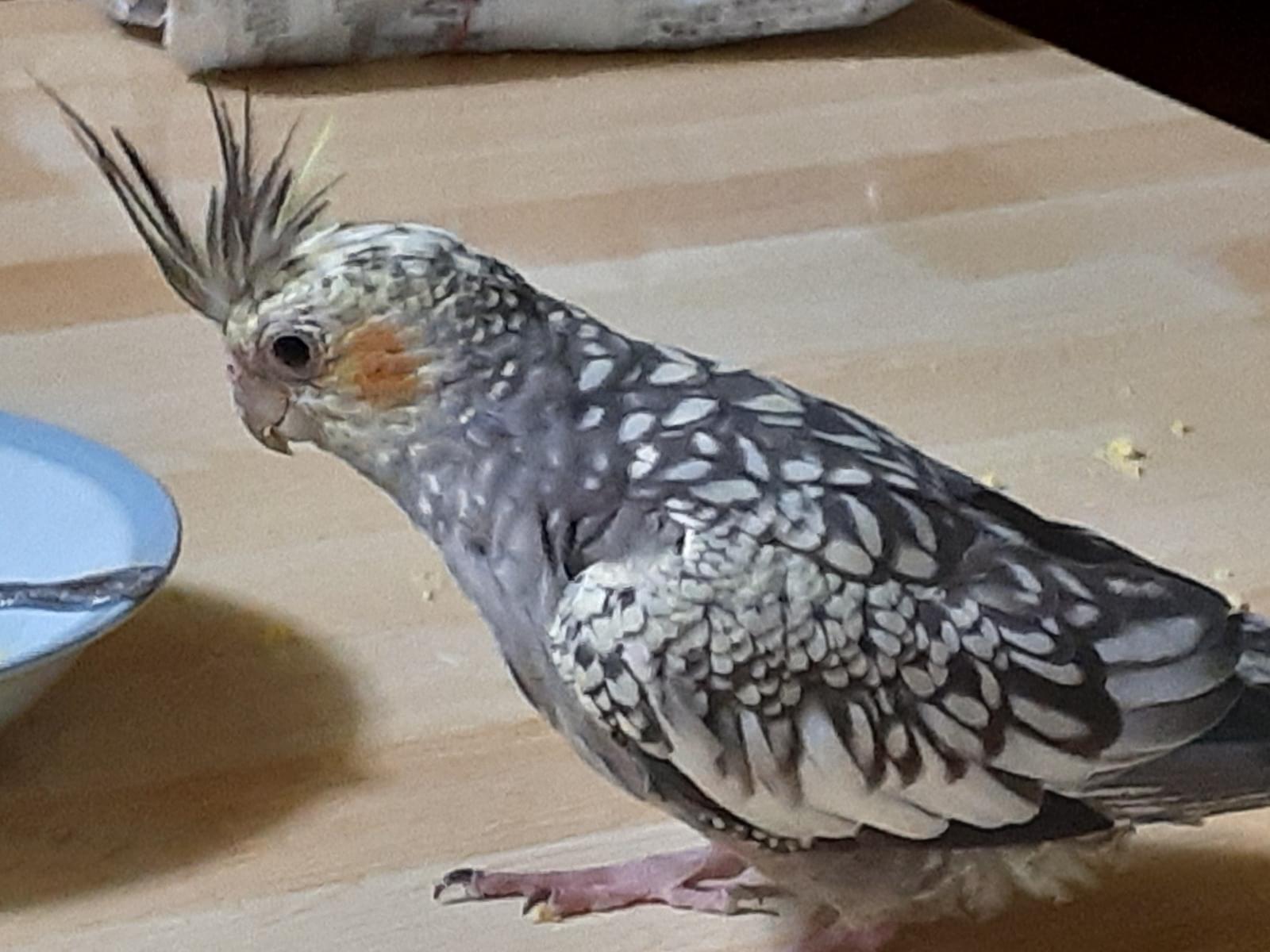 うずちゃん うずちゃん