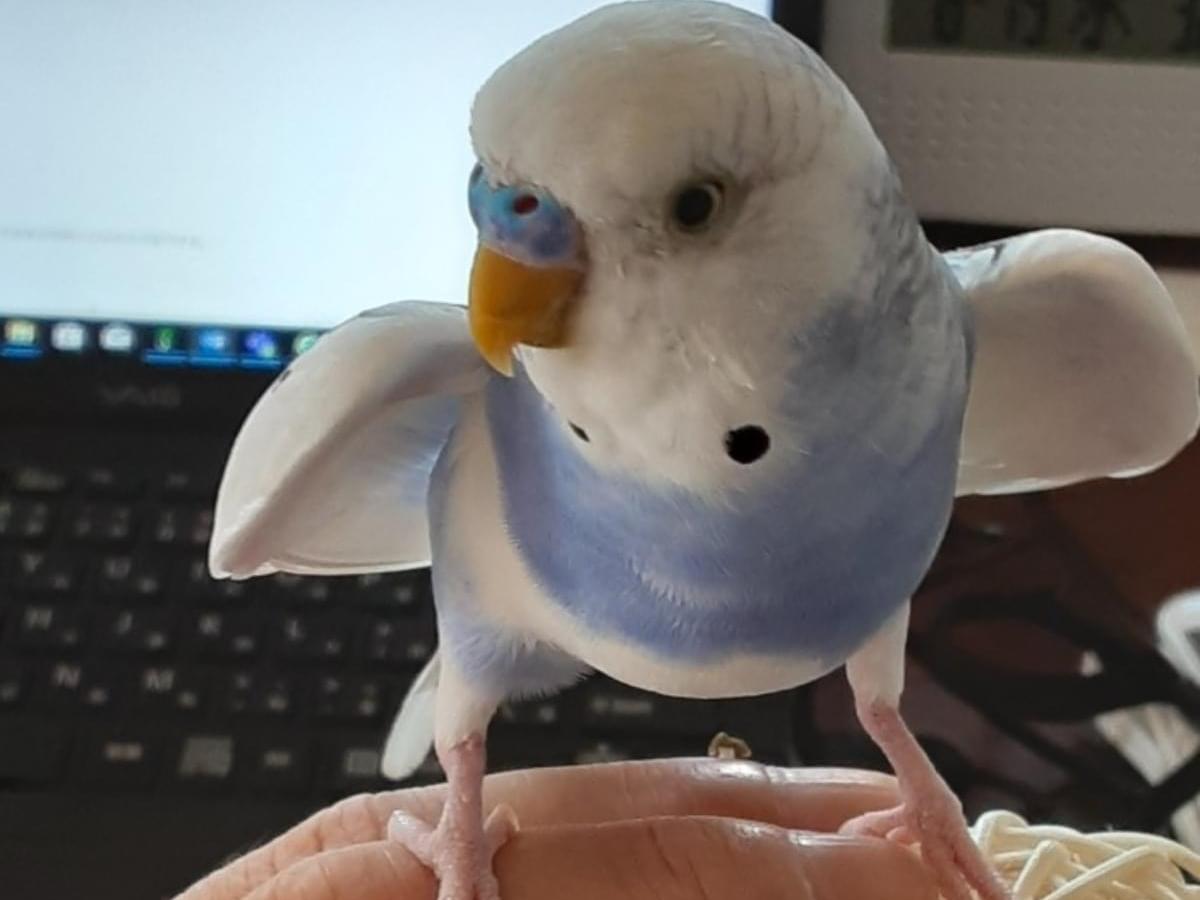 たまちゃん たまちゃん