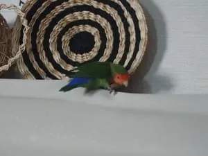 生後10ヶ月の小桜インコを探しています