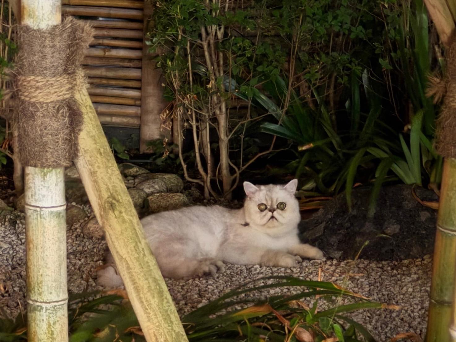 目撃された猫 目撃された猫