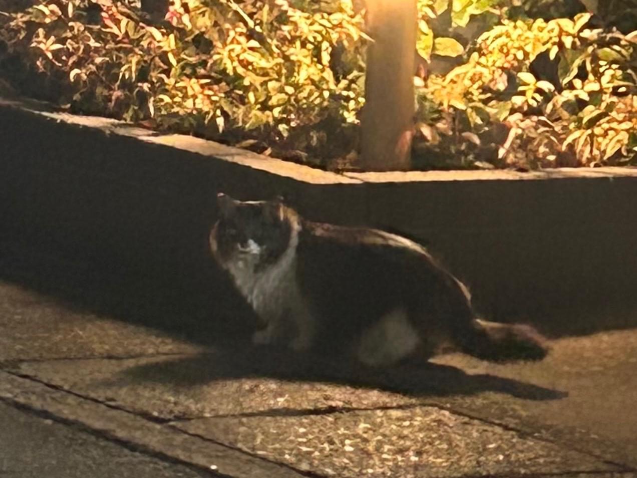 目撃された猫 目撃された猫