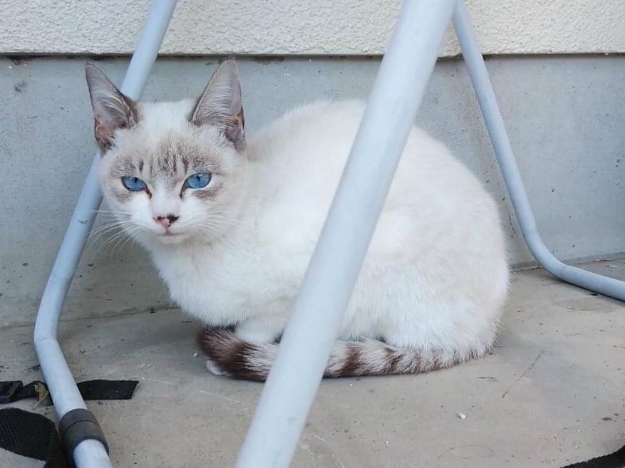 保護された猫 保護された猫