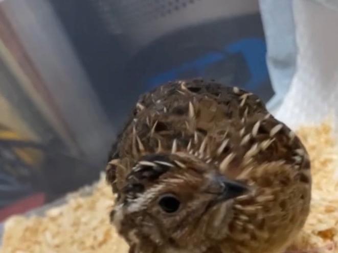 保護された鳥 保護された鳥