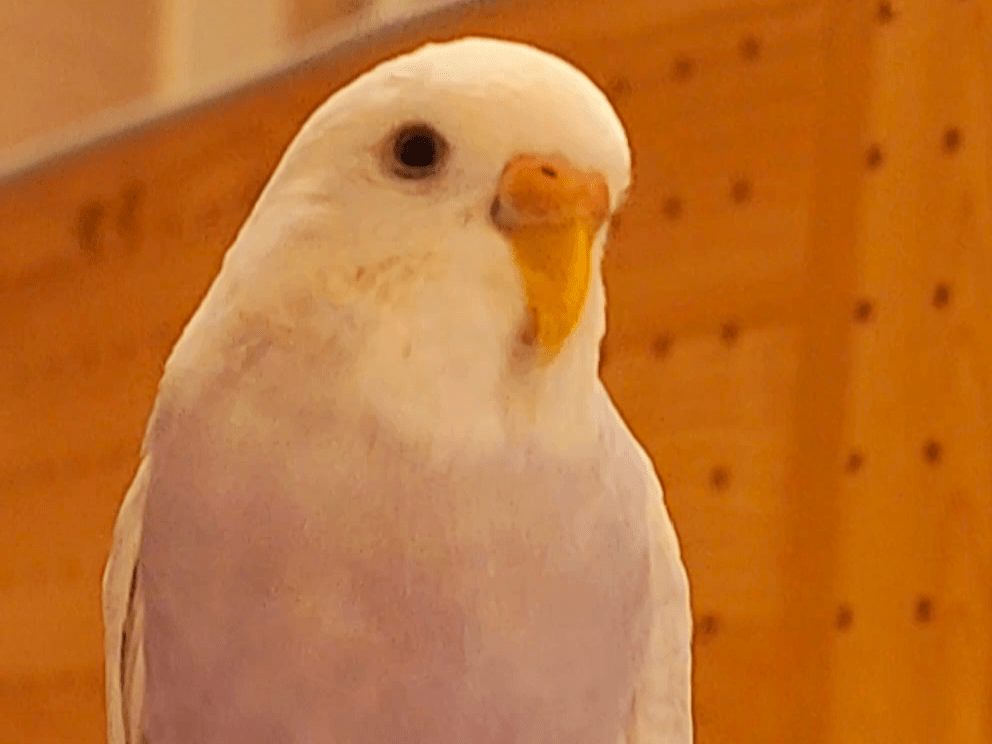 べ びちゃん べ びちゃん