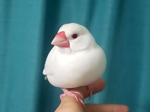 ぴいちゃん ぴいちゃん