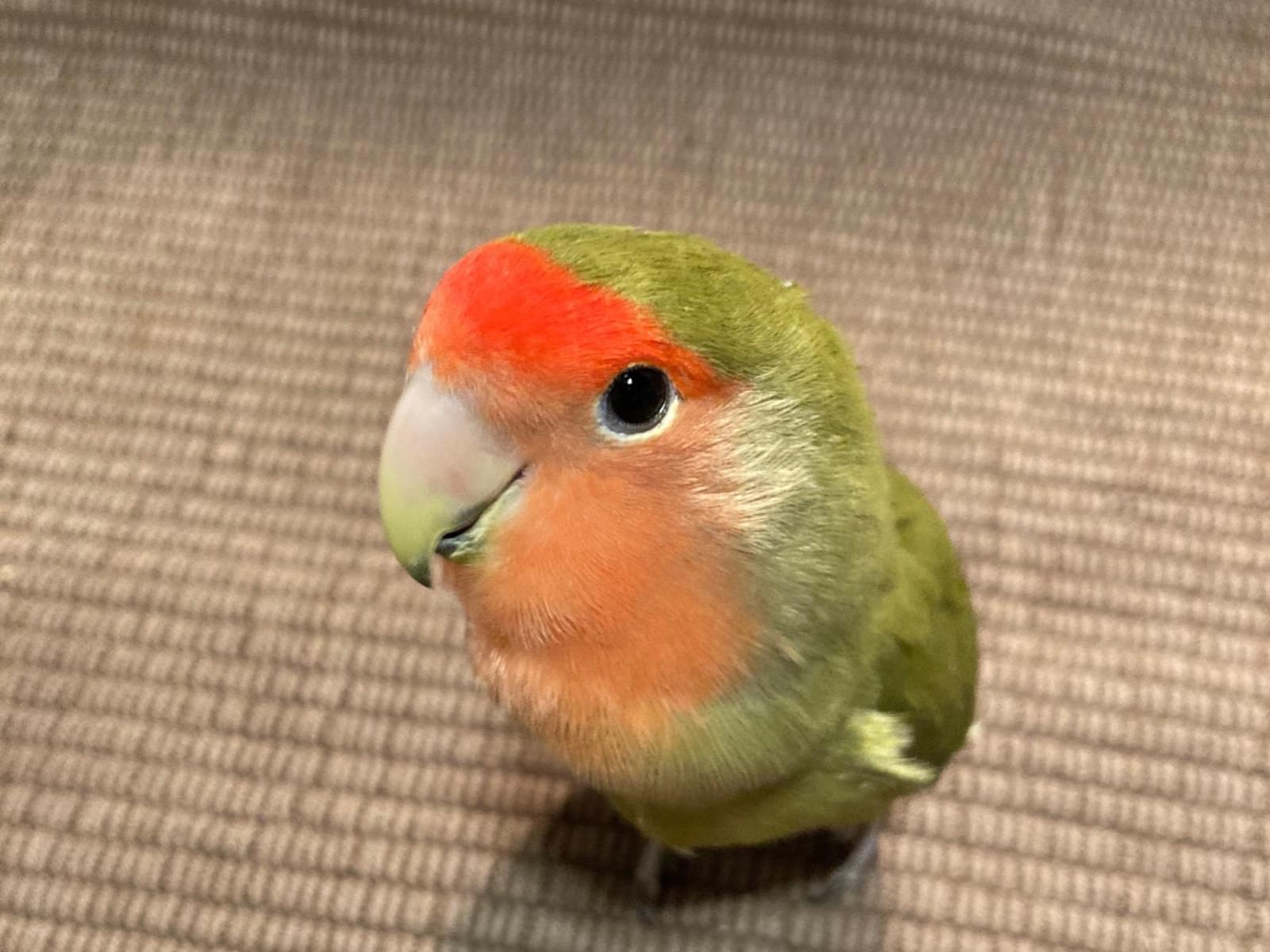 ぴっぴちゃん ぴっぴちゃん