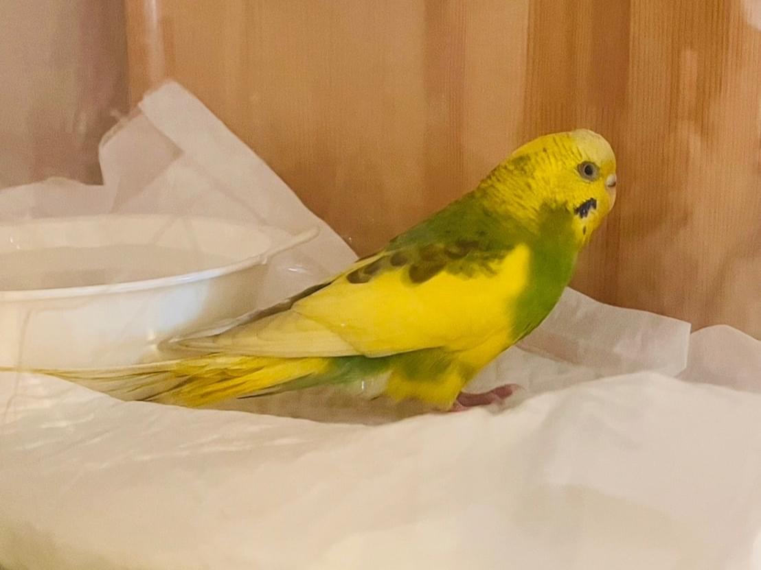 保護された鳥 保護された鳥