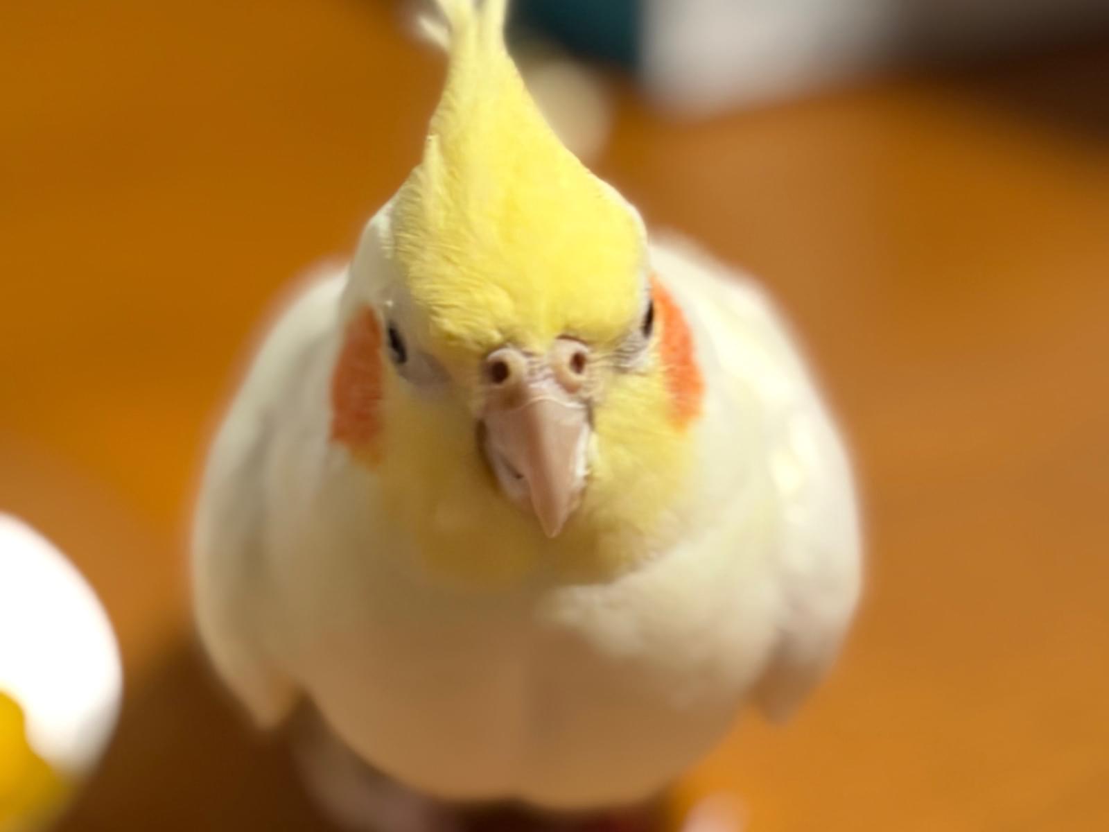 わっふるちゃん