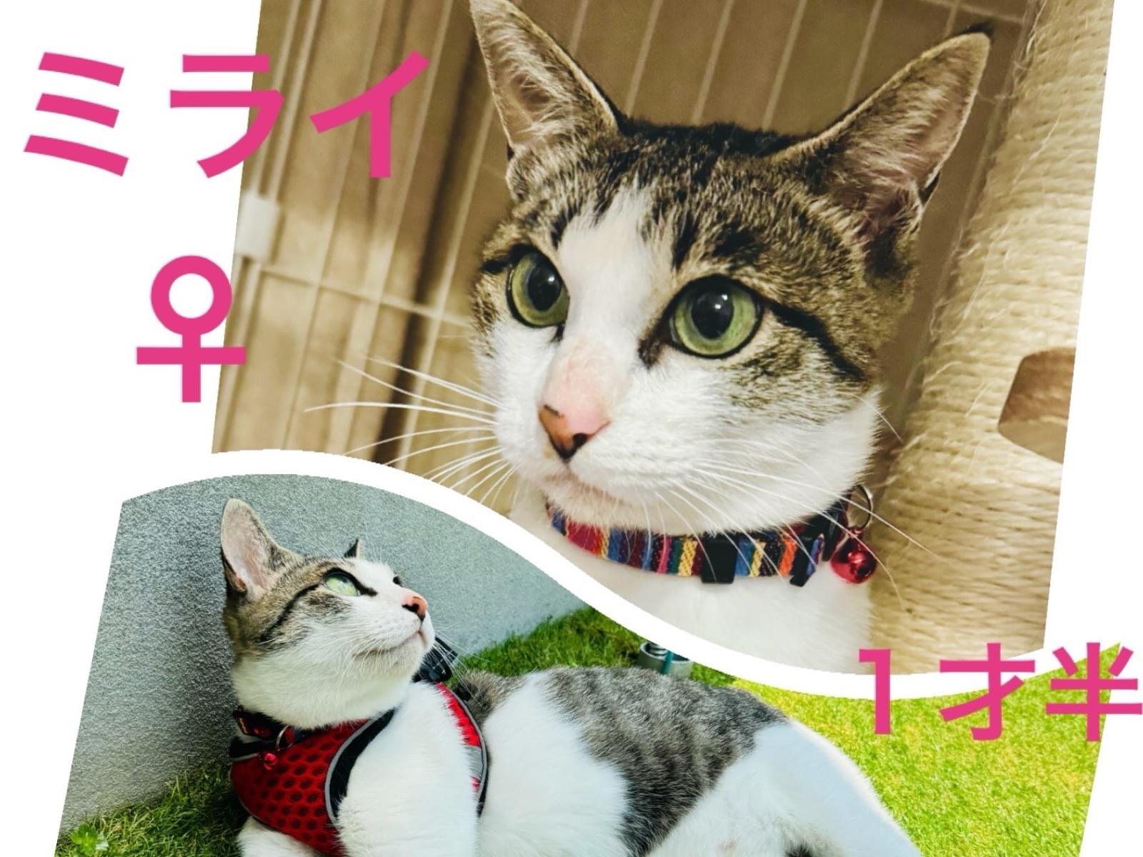 ミライちゃん ミライちゃん