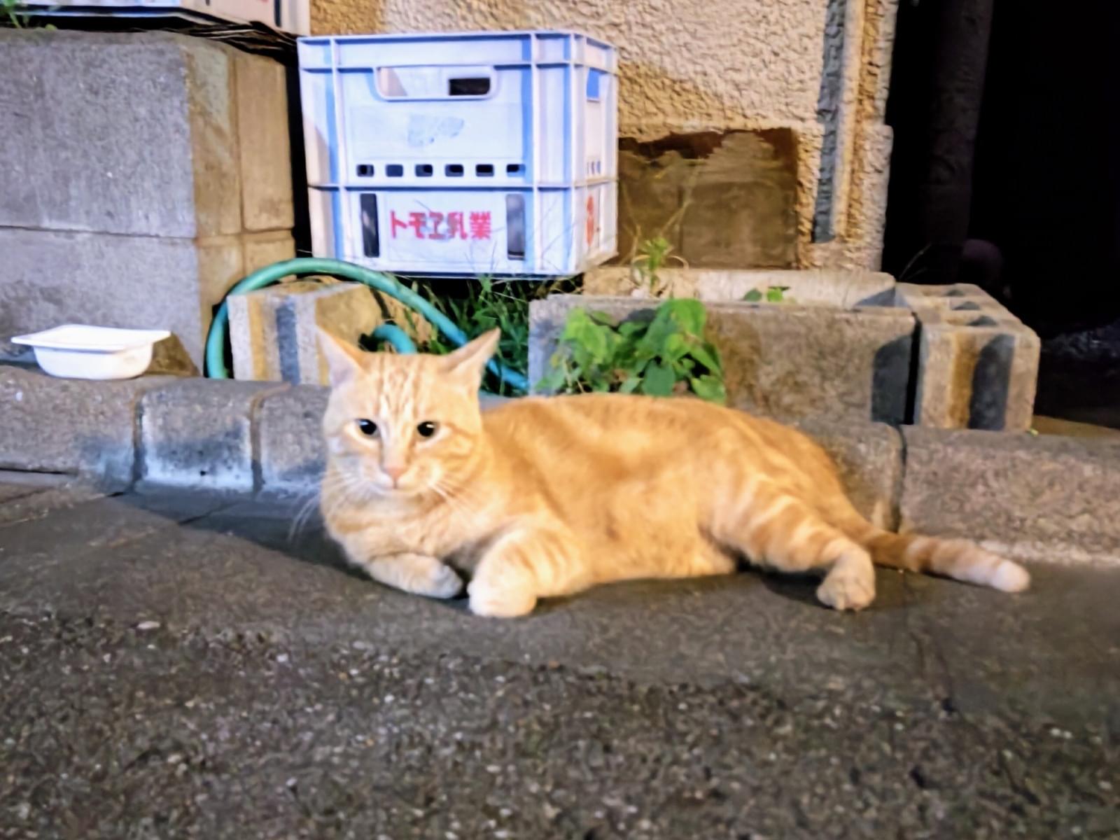 目撃された猫 目撃された猫