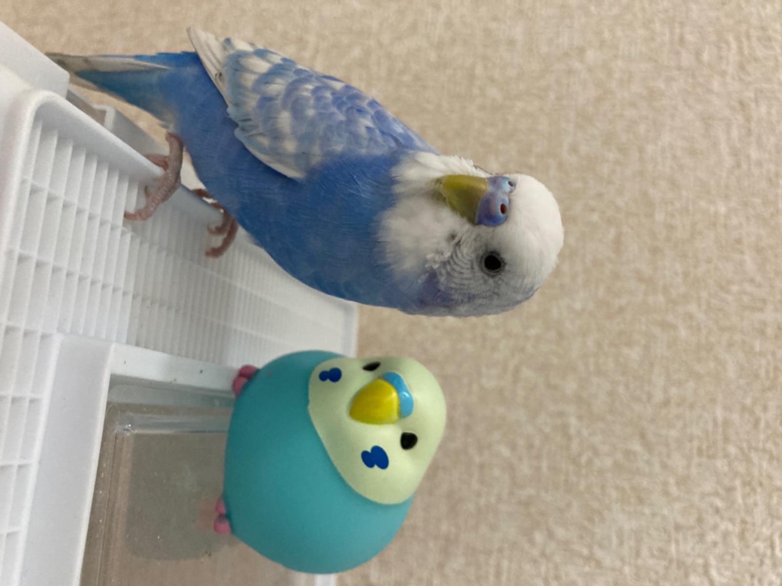 ぴーちゃん ぴーちゃん