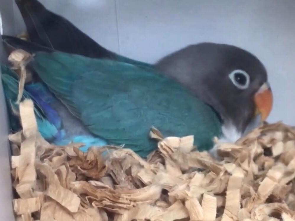 ちょこちゃん ちょこちゃん