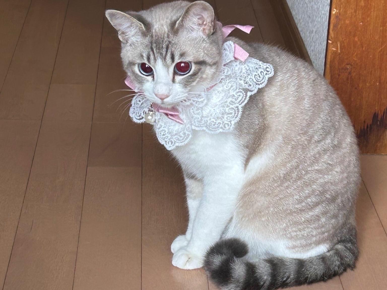 しろちゃん