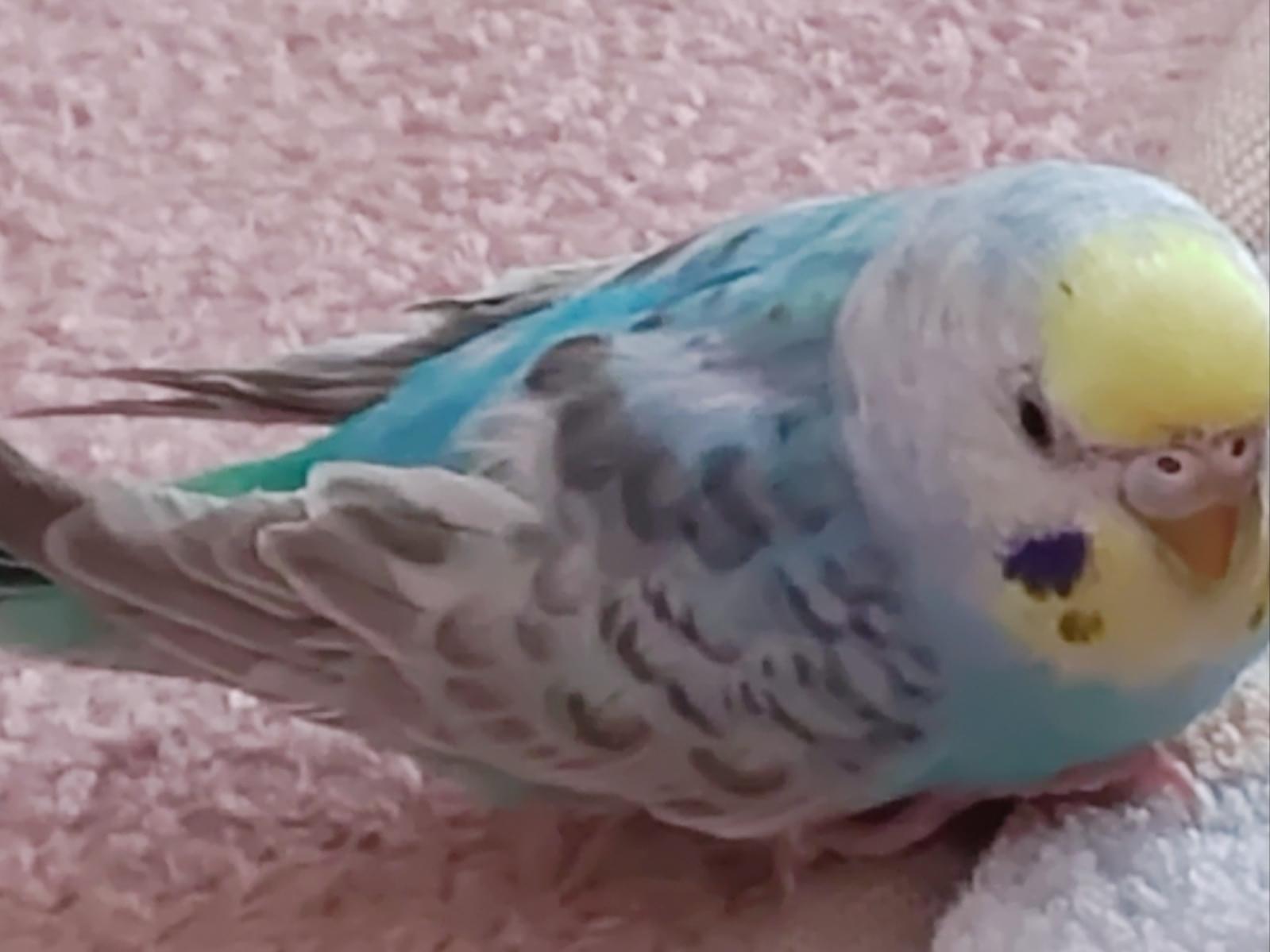 ぴーちゃん ぴーちゃん