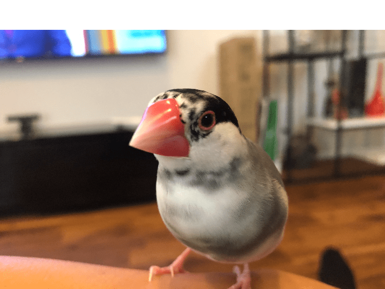 保護された鳥 保護された鳥