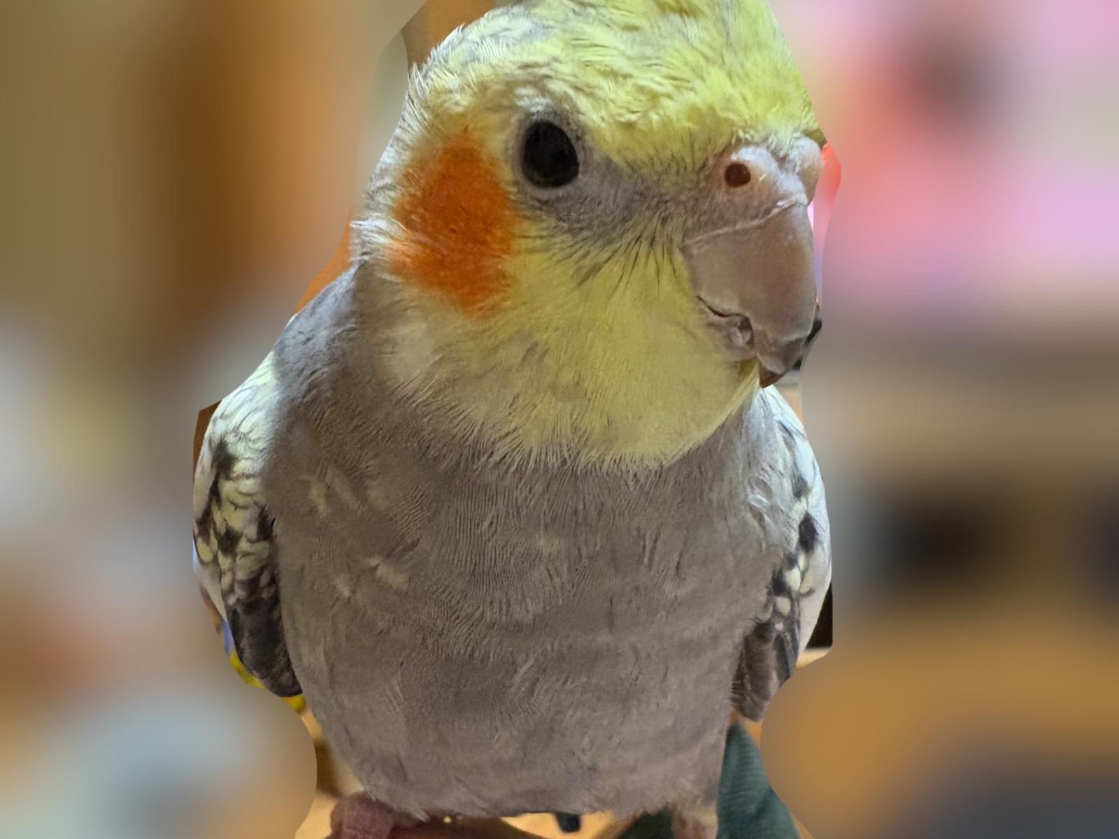 らんまるちゃん