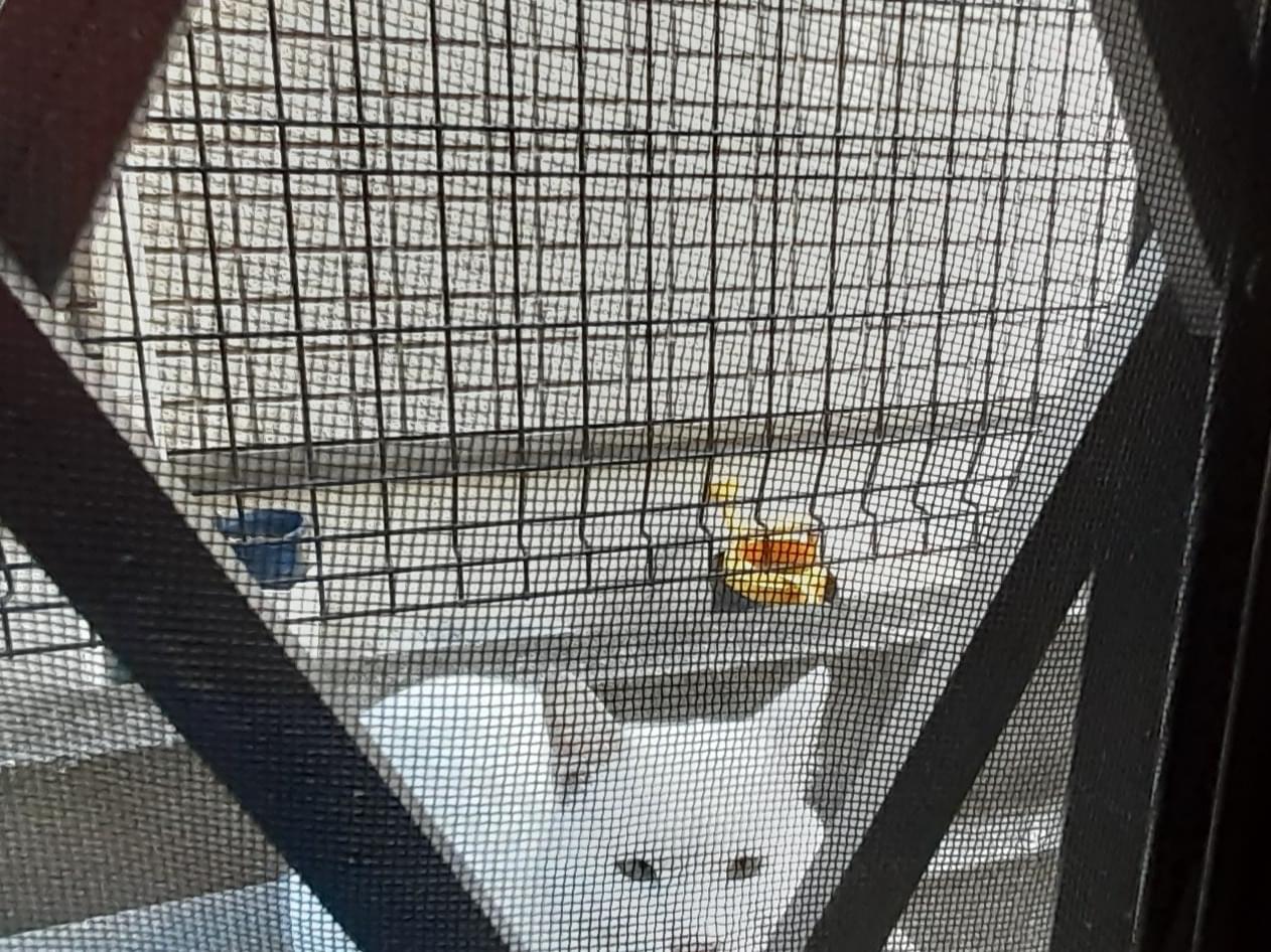 目撃された猫 目撃された猫