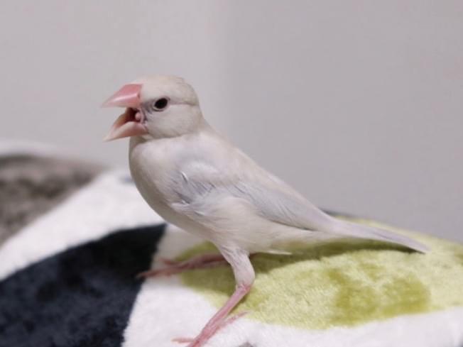 しばちゃん しばちゃん