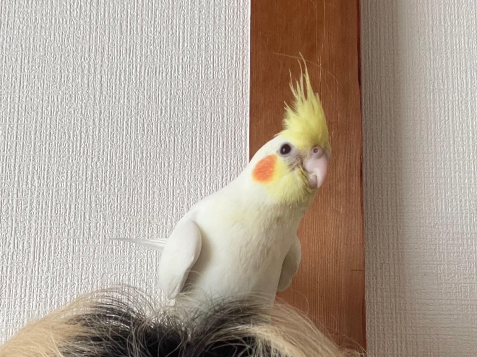 メルちゃん メルちゃん
