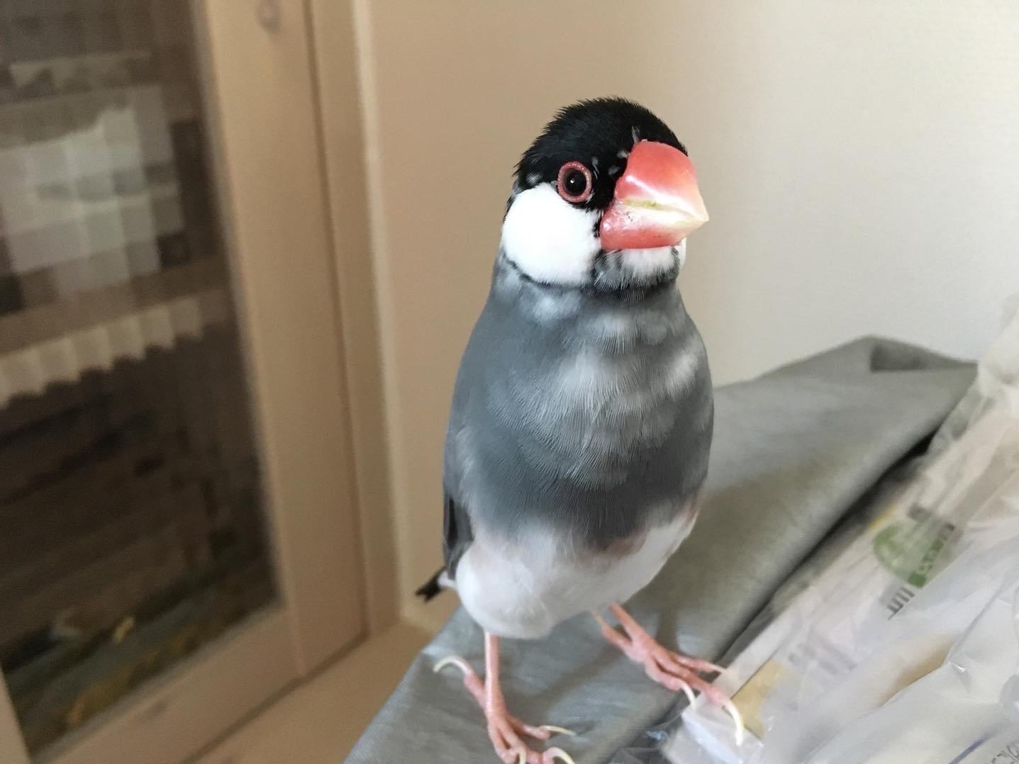 レオちゃん レオちゃん